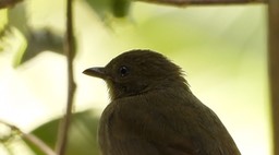 Greenbul, Little