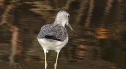 Greenshank, Common 2