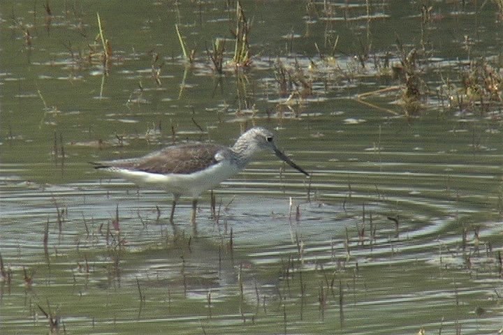 Greenshank, Common 8