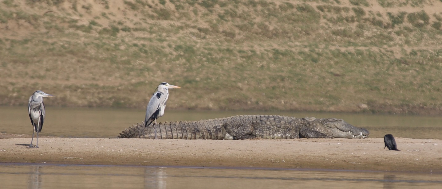 Grey Heron, Ardea cinerea  w Mugger Crocodile, Crocodylus palustris