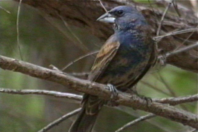 Grosbeak, Blue 1_1