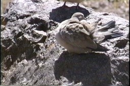 Ground-Dove, Black-winged1