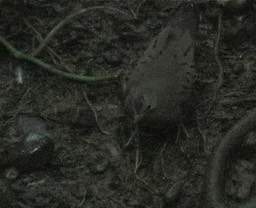 Ground-Dove, Blue 1