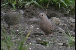 Ground-Dove, Common