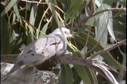 Ground-Dove, Croaking