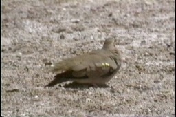 Ground-Dove, Golden-spotted