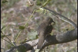 Ground-Dove, Long-tailed