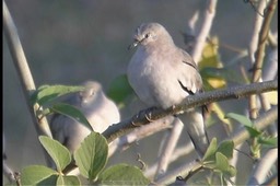 Ground-Dove, Picui