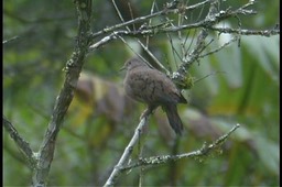 Ground-Dove, Ruddy - 10