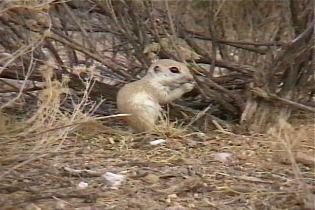 Ground-Squirrel, Roundtail 3