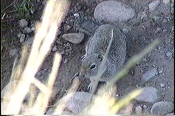 Ground-Squirrel, Uinta Wyo1