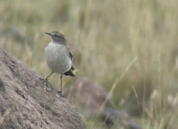 Ground-Tyrant, Paramo 2