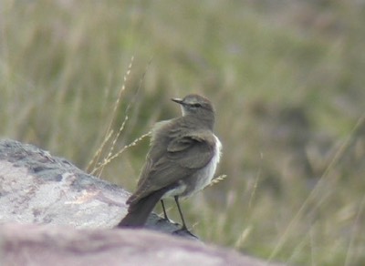 Ground-Tyrant, Paramo 4