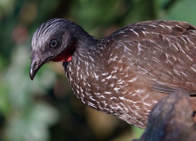 Guan, Band-tailed, Penelope argyrotis2