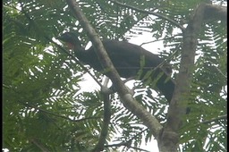 Guan, Crested (Costa)