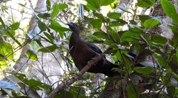 Guan, Sickle-winged (Colombia) 3