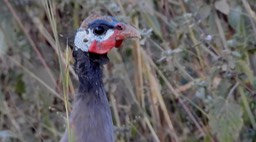 Guineafowl, Helmeted Senegal 3