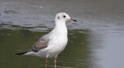 Gull, Black-headed 2