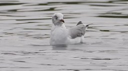 Gull, Grey-headed 2