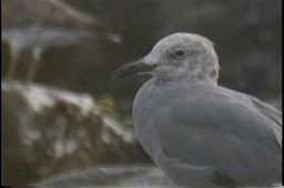 Gull, Grey1