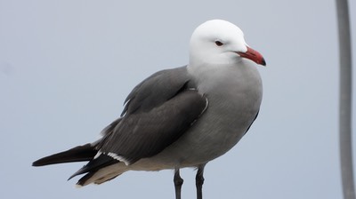 Gull, Heermann's  - Baja California 1