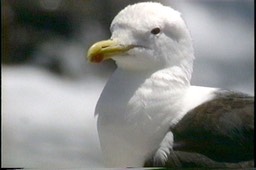 Gull, Kelp56