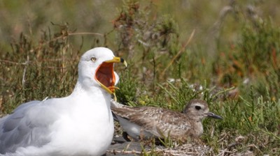 Gull, Ring-billed - Baja California Sur 7