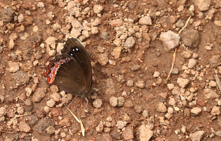 Gyrocheilus patrobas, Red-border Satyr (4)