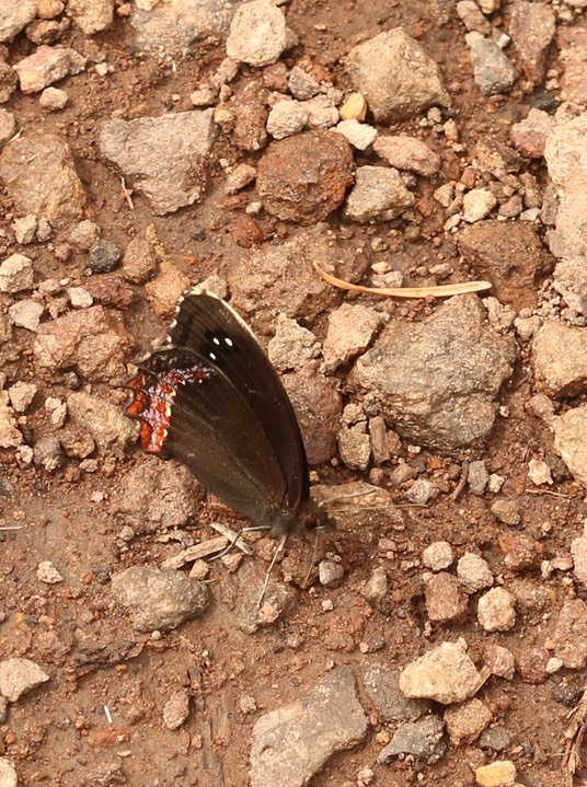 Gyrocheilus patrobas, Red-border Satyr