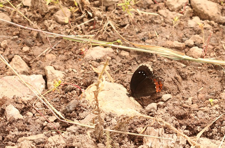 Gyrocheilus patrobas, Red-border Satyr