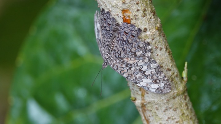 Hamadryas februa - Gray Cracker 1