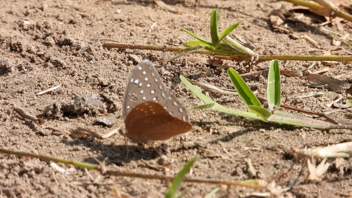 Hamanumida daedalus - Senegal 1