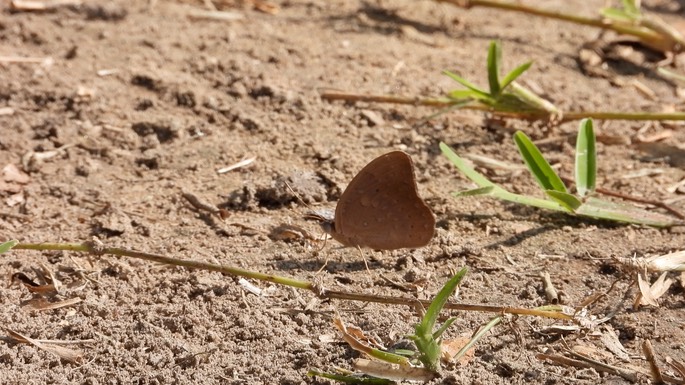 Hamanumida daedalus - Senegal 2