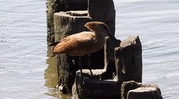 Hamerkop 4