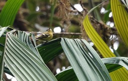 Handsome Flycatcher, Nephelomyias pulcher1