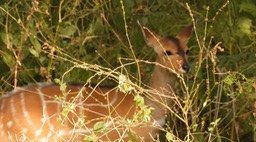 Harnessed Bushbuck - Senegal 2