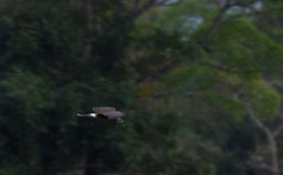 Harris's Hawk, Parabuteo unicinctus