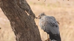 Hawk, African Harrier 2