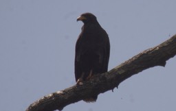 Hawk, Common Black