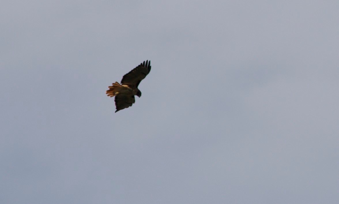 Hawk, Red-tailed1