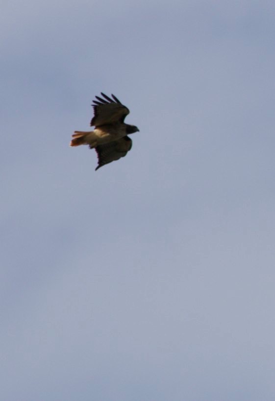 Hawk, Red-tailed