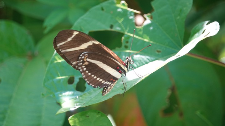 Heliconius charithonia - Zebra Heliconian1