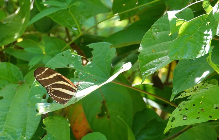 Heliconius charithonia - Zebra Heliconian3