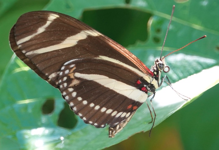 Heliconius charithonia - Zebra Heliconian