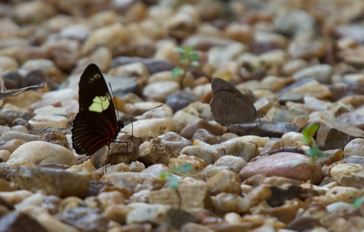 Heliconius doris, Rayed Heliconian