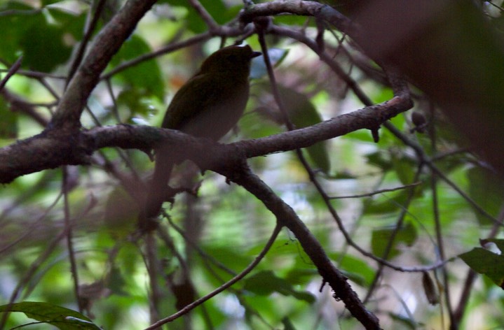 Helmeted Manakin, Antilophia galeata