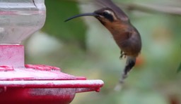 Hermit, Little - Phaethornis longuemareus - Trinidad