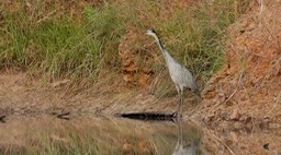 Heron, Black-headed 1