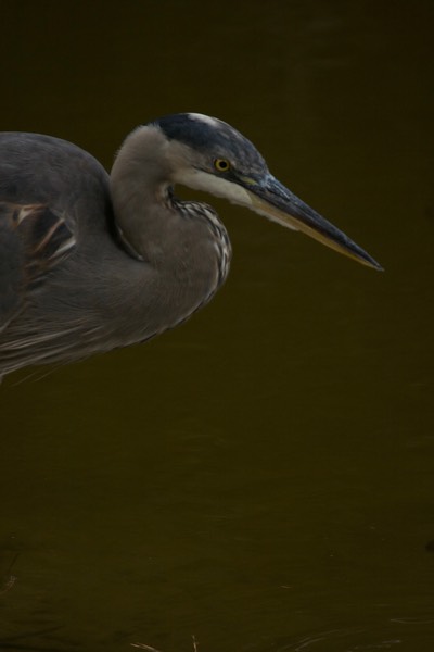 Heron, Great Blue MD 3