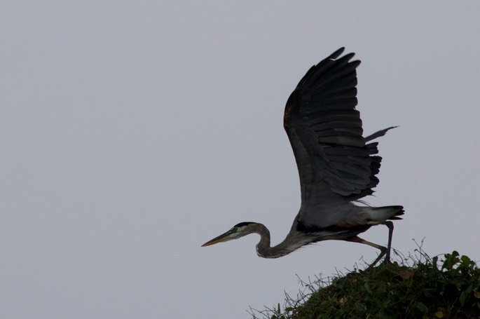 Heron, Great Blue1